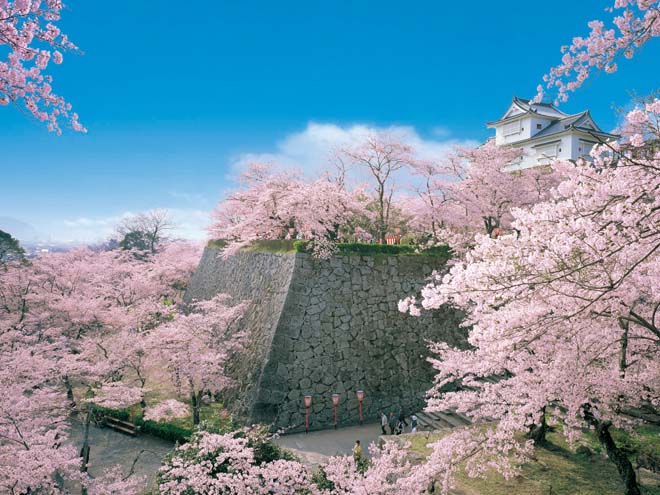 日本賞櫻-津山城櫻花