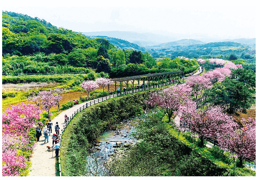 台灣21櫻花祭 北部櫻花一日遊景點 美食景點懶人包 Aerobile